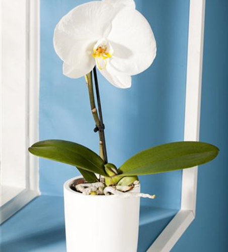 Phalaenopsis 'Singolo'®