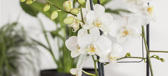 Phalaenopsis 'Tropic Snowball'