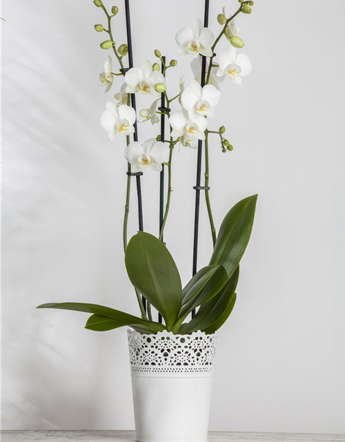 Phalaenopsis 'Tropic Snowball'