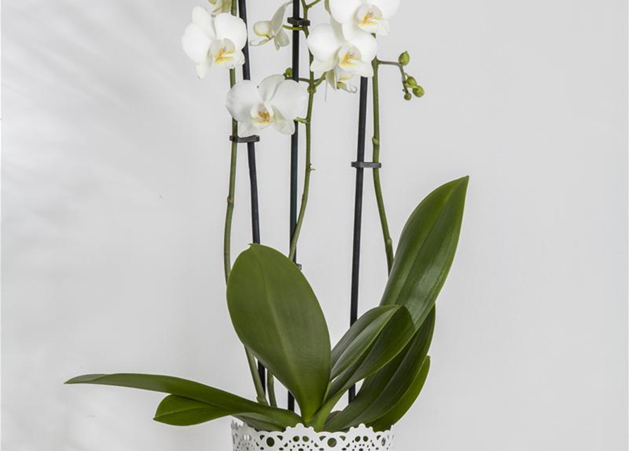 Phalaenopsis 'Tropic Snowball'