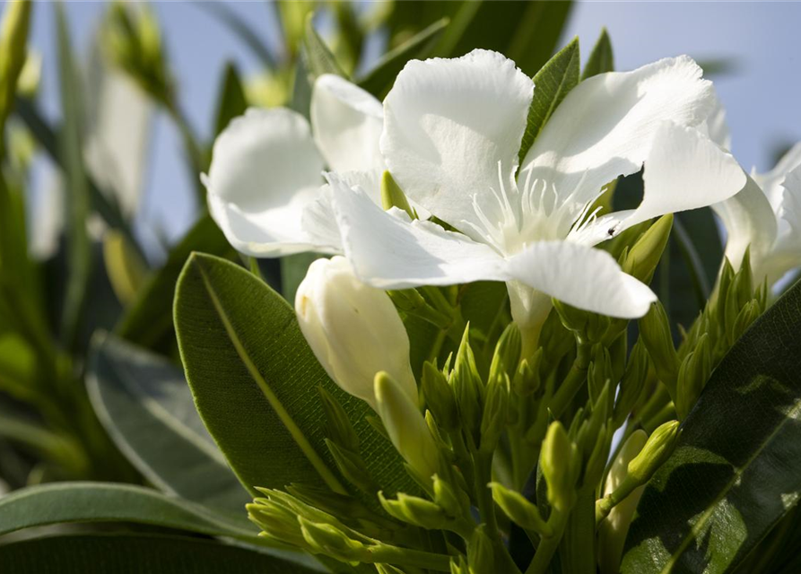 Nerium oleander, weiß