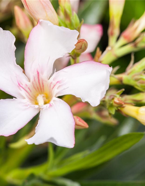 Nerium oleander, weiß