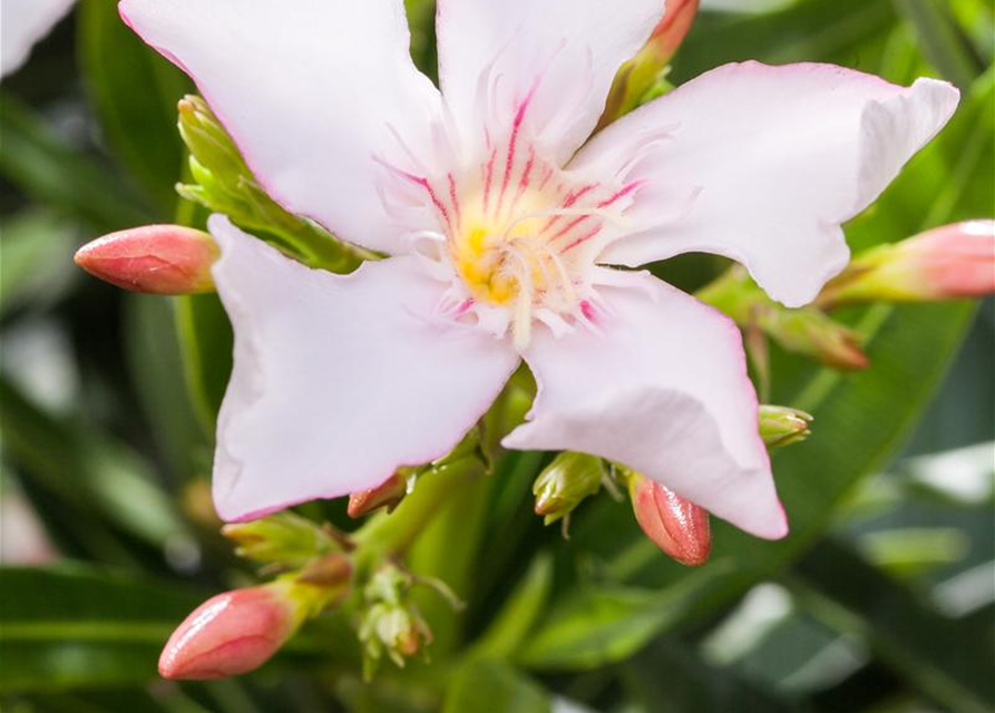 Nerium oleander, weiß