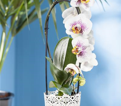 Phalaenopsis 'Waterfall'