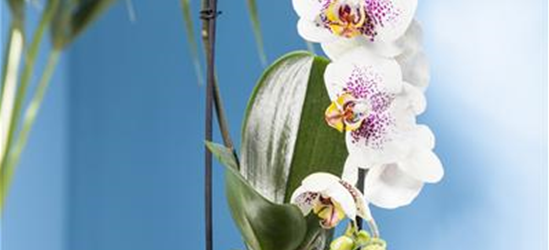 Phalaenopsis 'Waterfall'