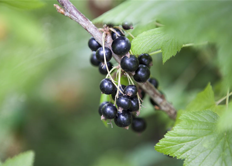 Ribes nigrum