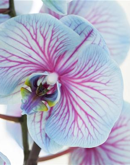 Phalaenopsis, blau