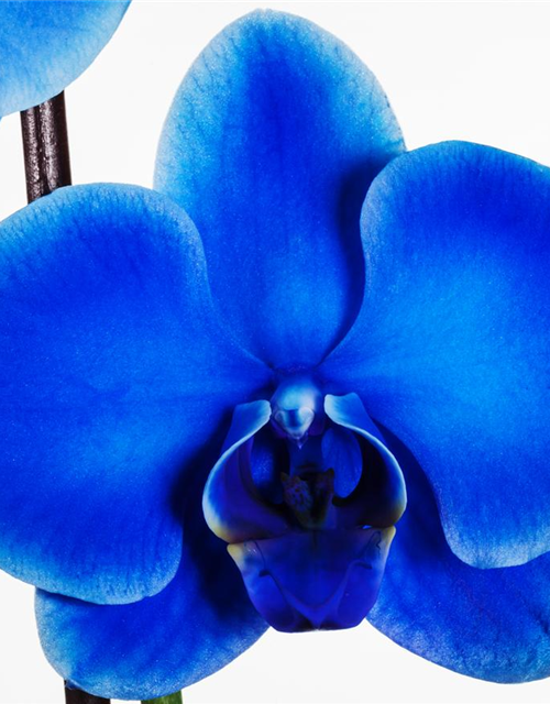 Phalaenopsis, blau