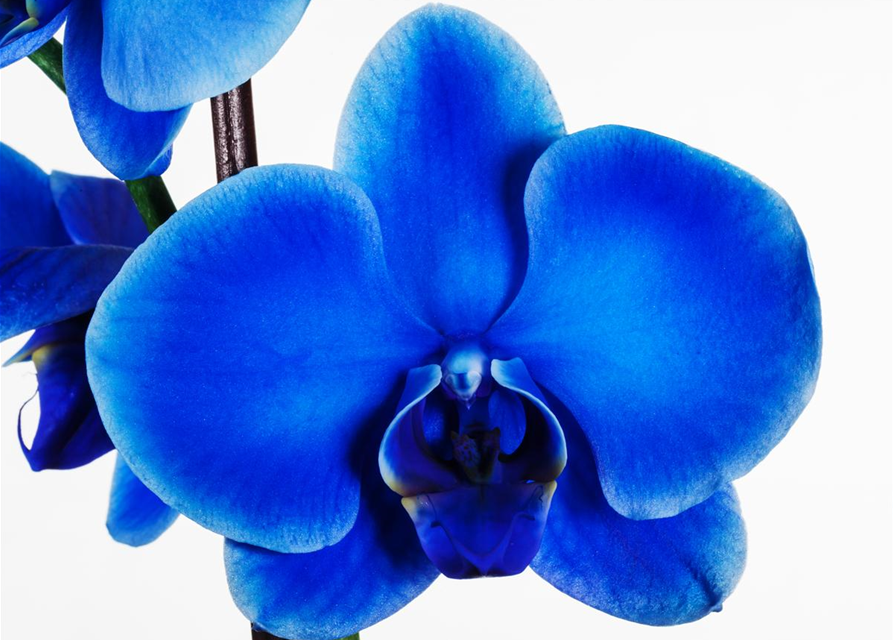 Phalaenopsis, blau