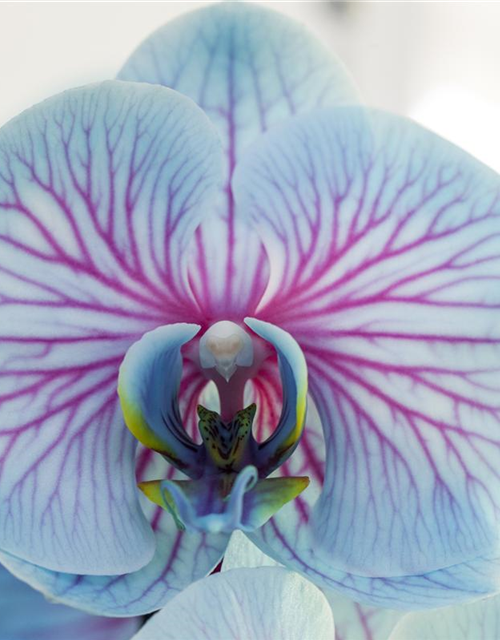 Phalaenopsis, blau