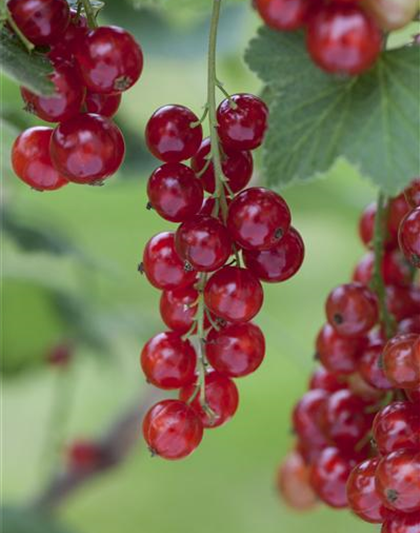 Ribes rubrum