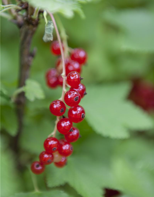 Ribes rubrum