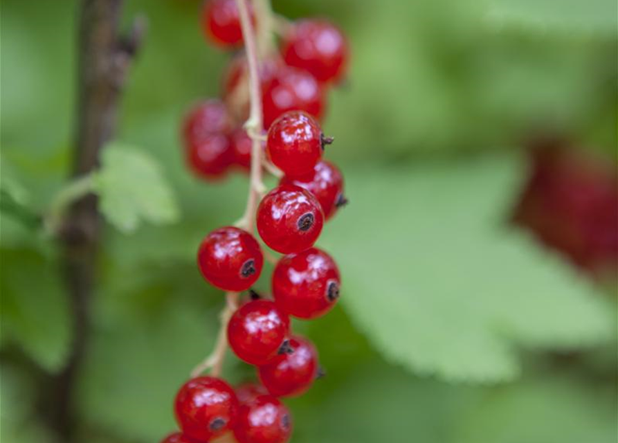 Ribes rubrum