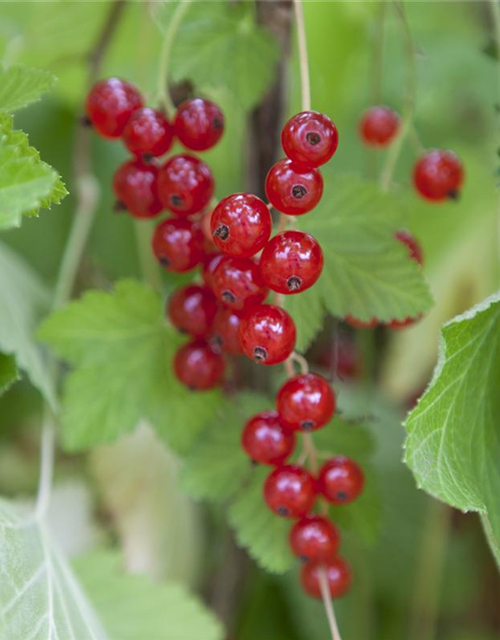 Ribes rubrum