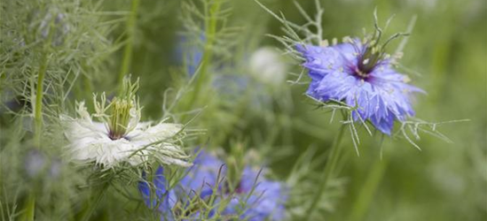 Nigella damascena