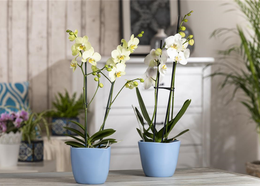 Phalaenopsis, gelb