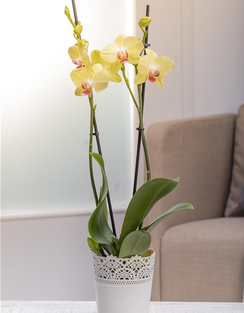 Phalaenopsis, gelb