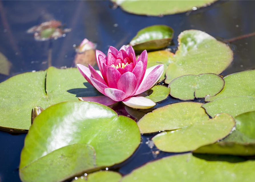 Nymphaea