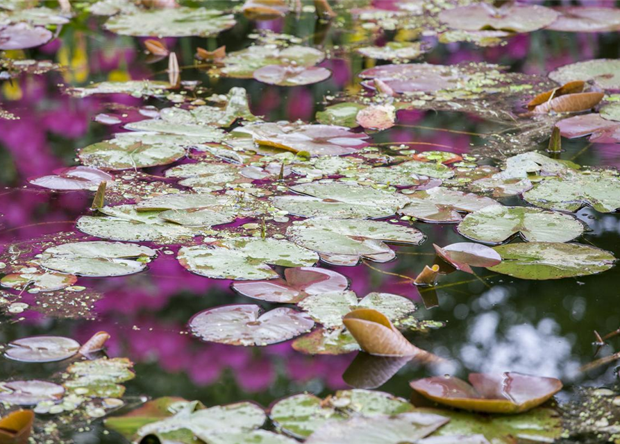 Nymphaea