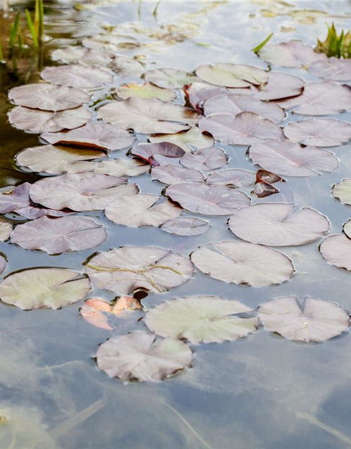 Nymphaea