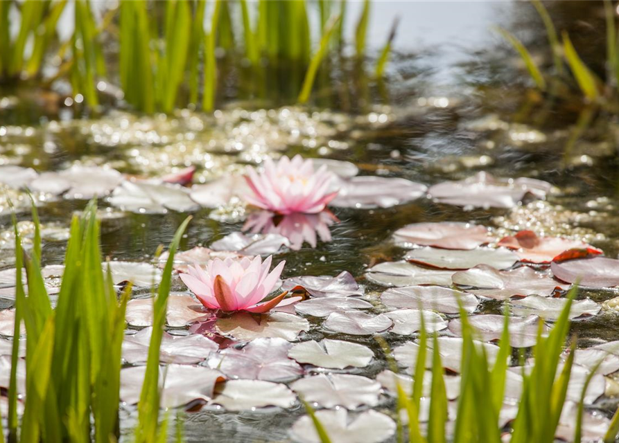 Nymphaea