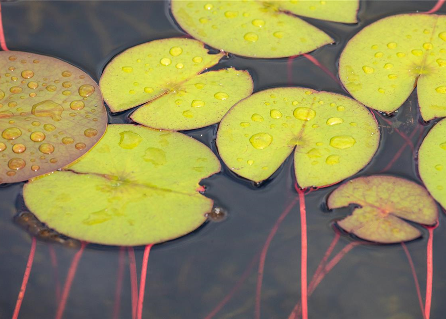 Nymphaea