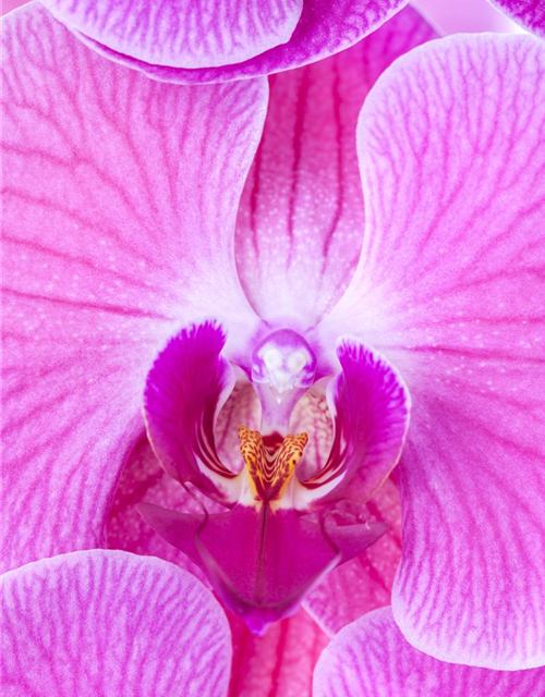 Phalaenopsis, rosa