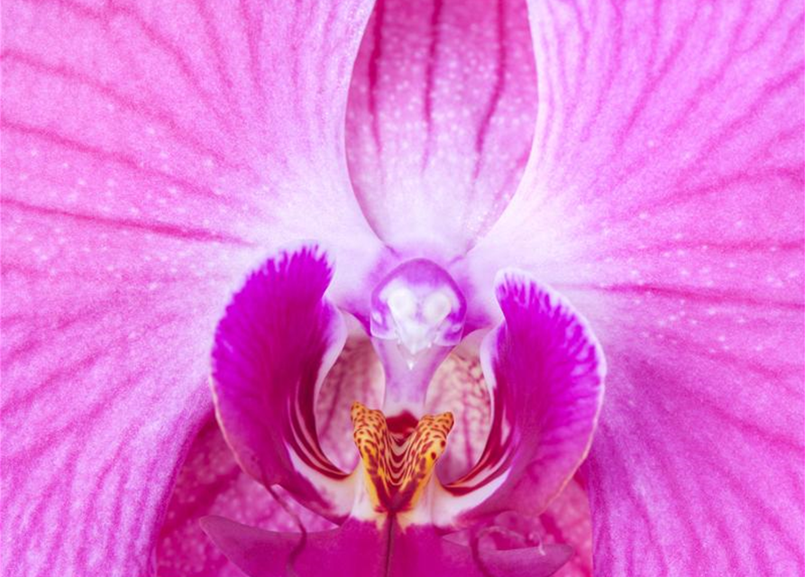 Phalaenopsis, rosa