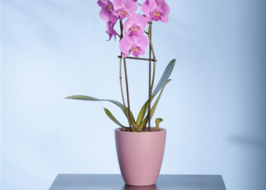 Phalaenopsis, rosa