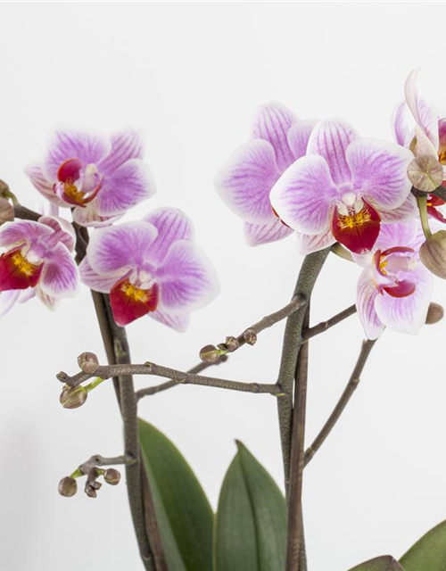 Phalaenopsis, rosa