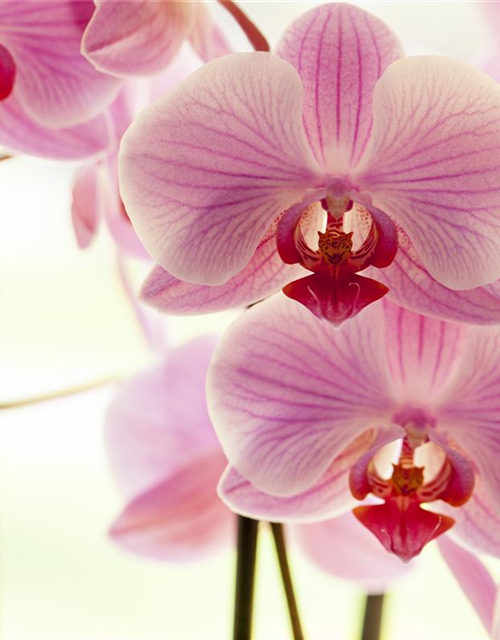 Phalaenopsis, rosa