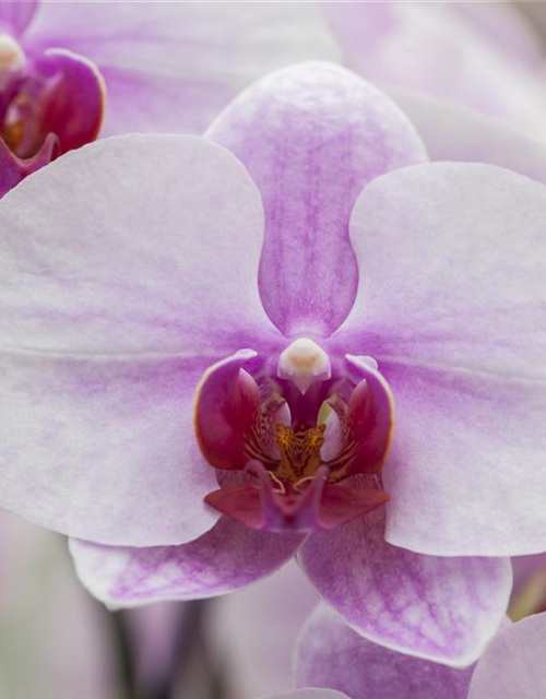 Phalaenopsis, rosa