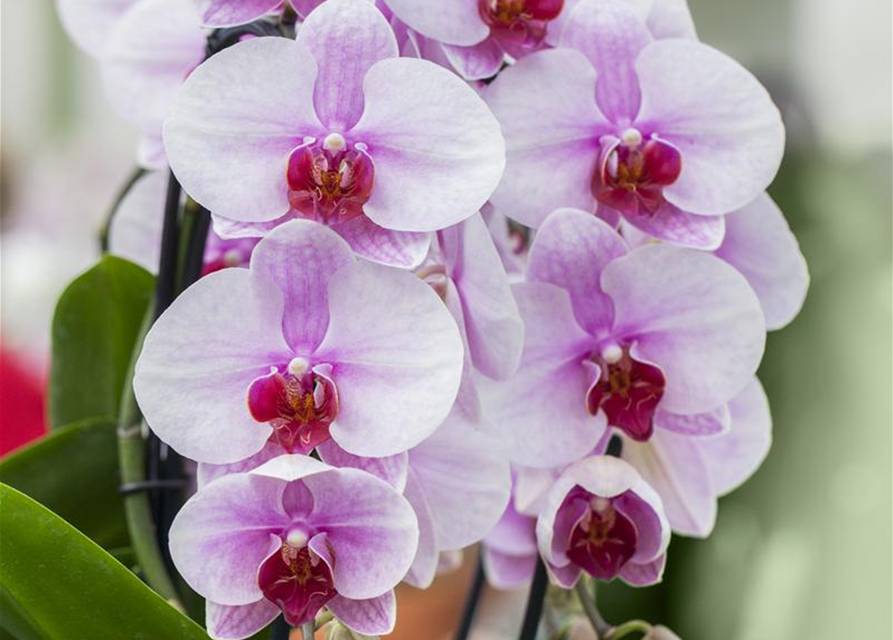 Phalaenopsis, rosa