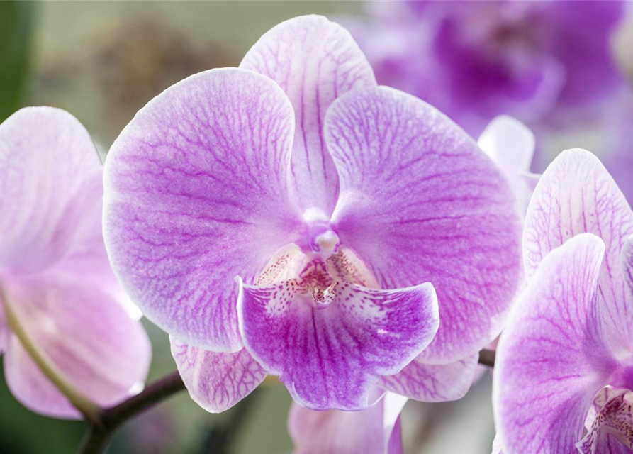 Phalaenopsis, rosa