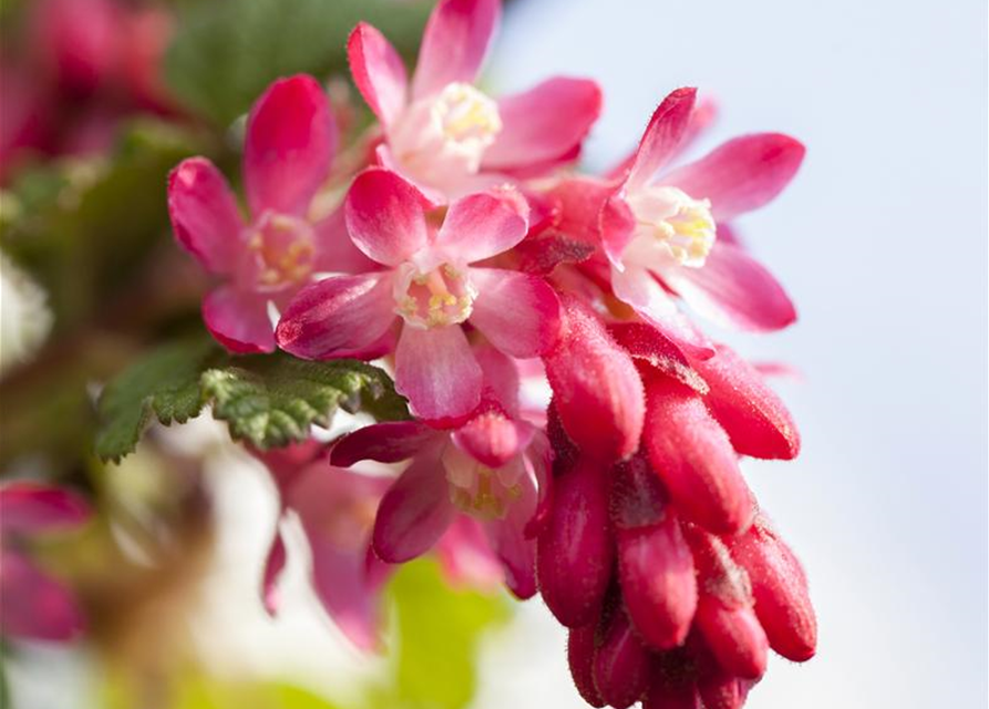 Ribes sanguineum