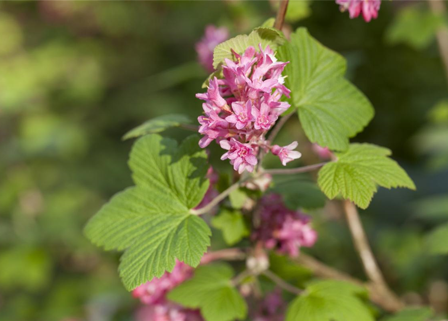 Ribes sanguineum