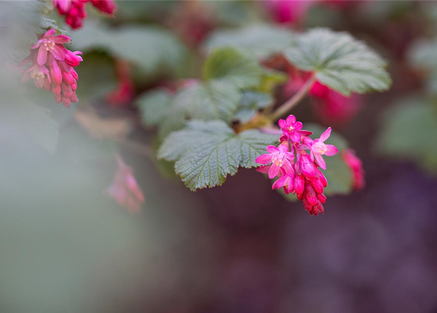 Ribes sanguineum