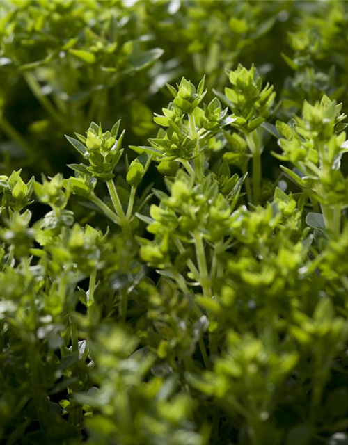 Ocimum basilicum