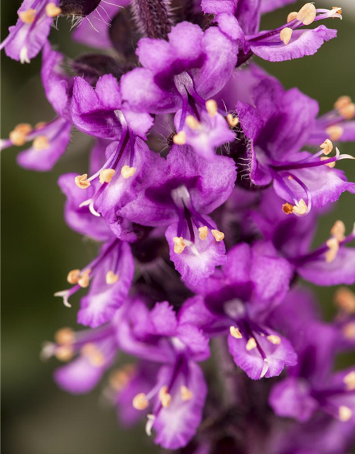 Ocimum basilicum