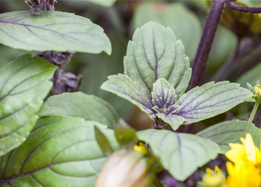 Ocimum basilicum