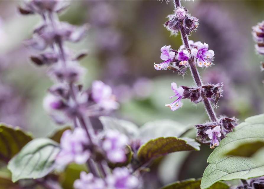 Ocimum basilicum