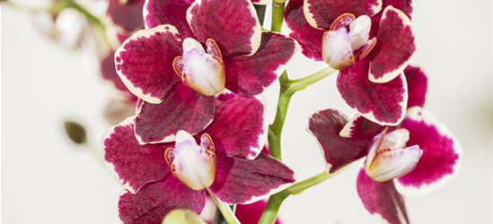 Phalaenopsis, rot