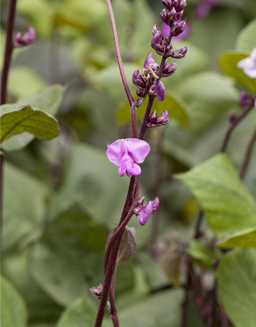 Phaseolus vulgaris