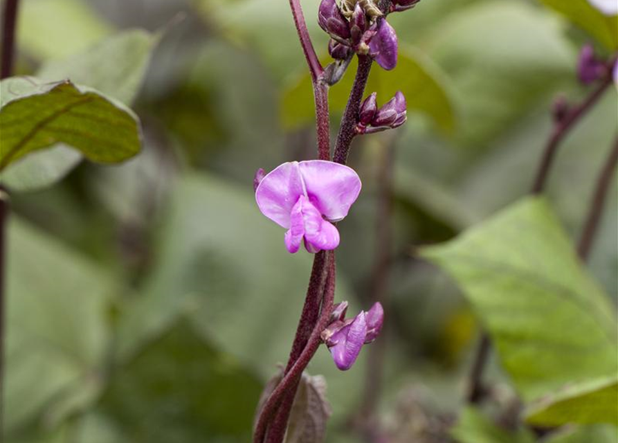 Phaseolus vulgaris