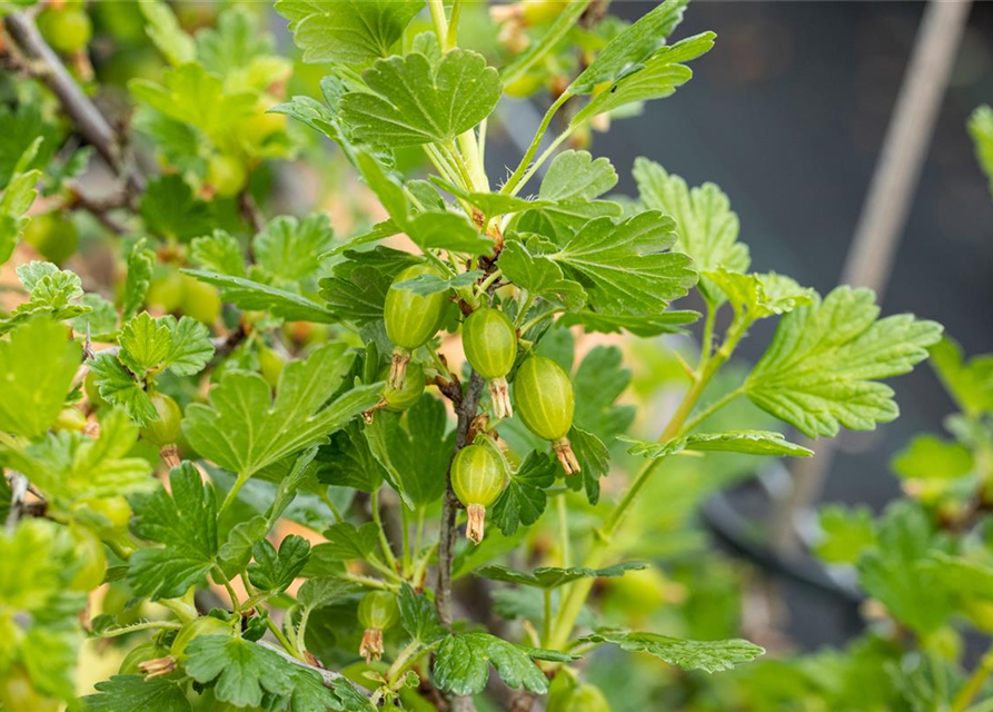 Ribes uva-crispa 'Hinnonmäki'