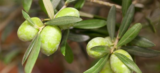 Olea europaea