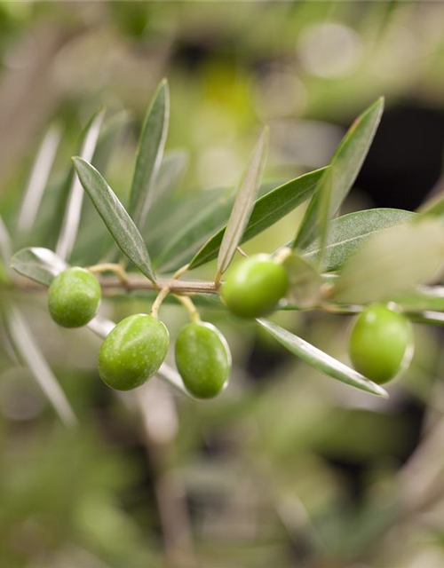 Olea europaea