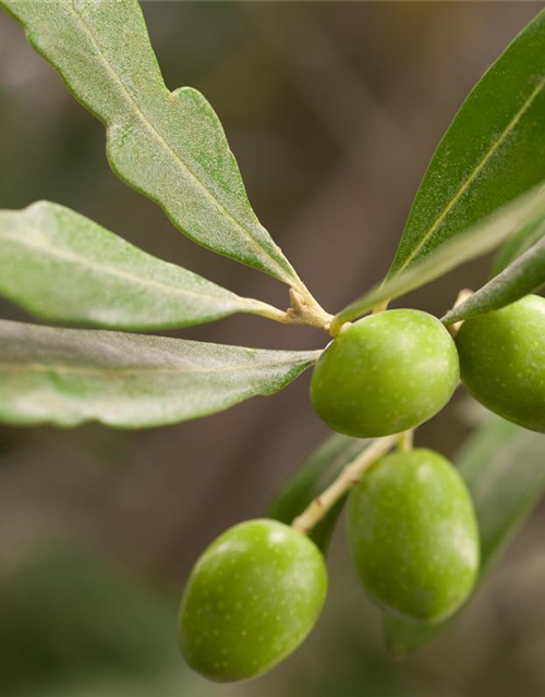 Olea europaea