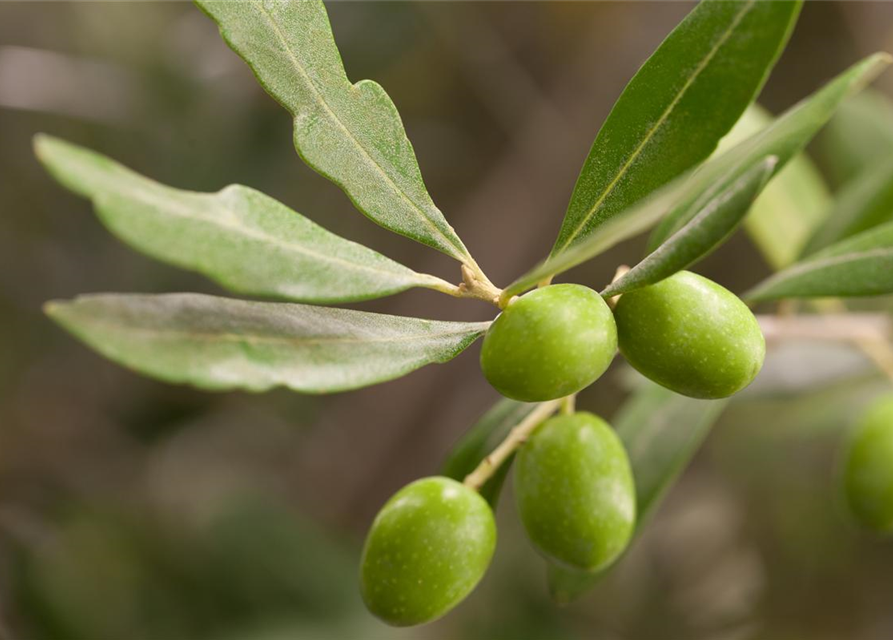 Olea europaea