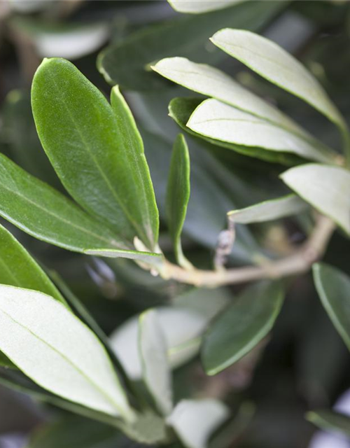 Olea europaea